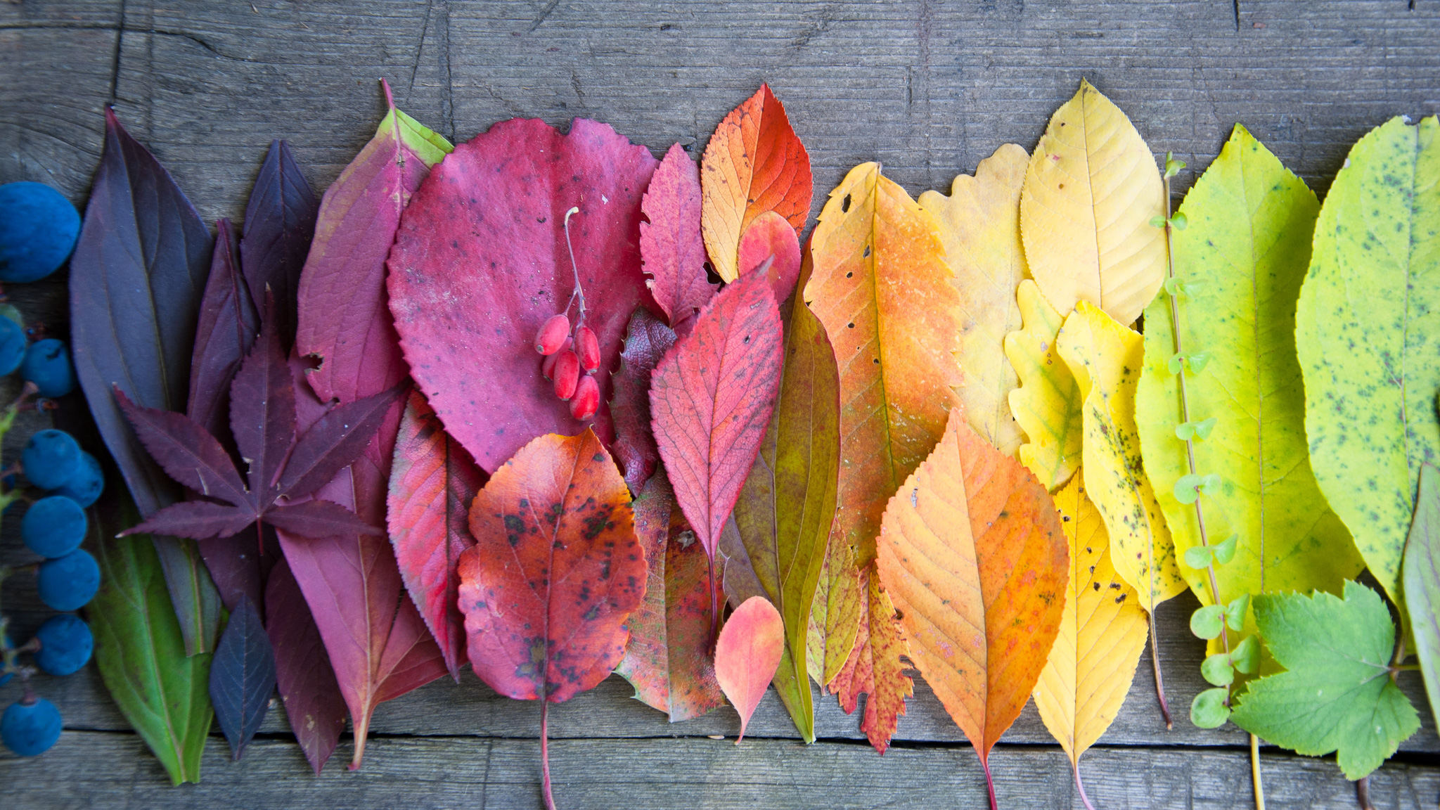 Long live Autumn
